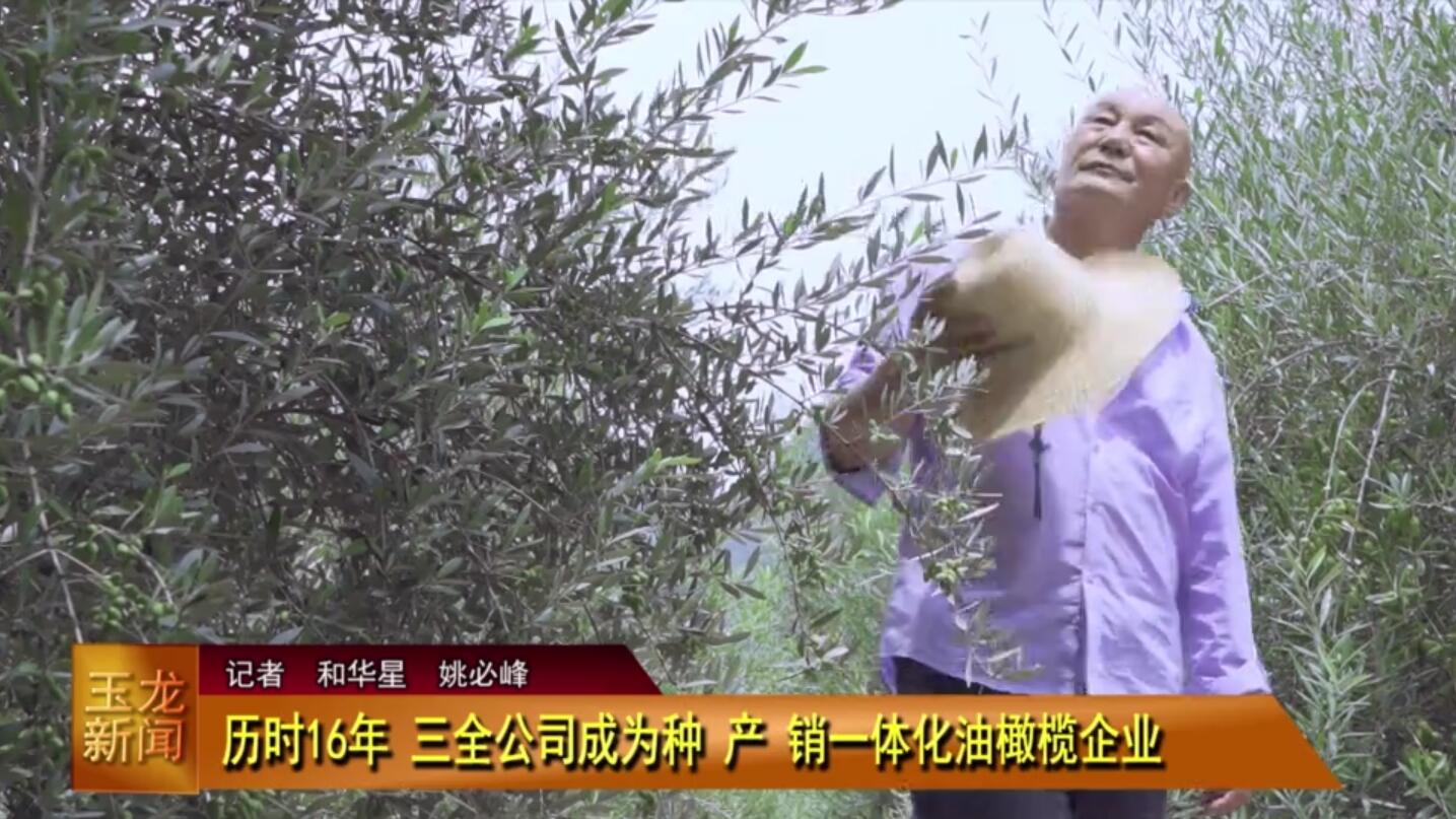 歷時(shí)16年三全公司成為種產(chǎn)銷一體化油橄欖企業(yè)_久顧特級(jí)初榨橄欖油